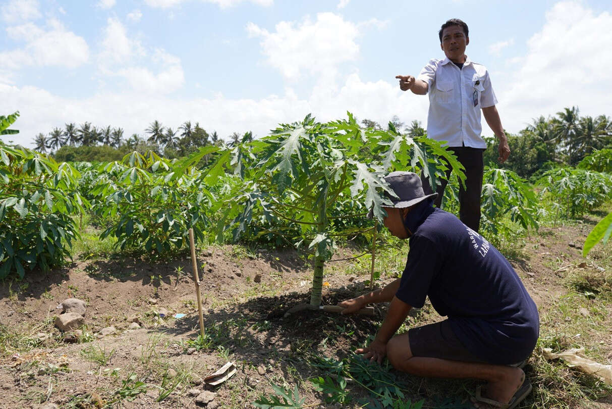 WBP Lapas Lombok Barat Budi Daya Pepaya, Bekal Keterampilan Setelah Bebas