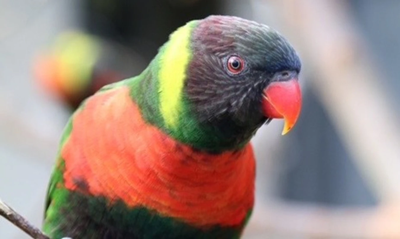 Repatriasi Perkici Dada Merah ke Bali, Menhut: Bukti Dunia Percaya Indonesia