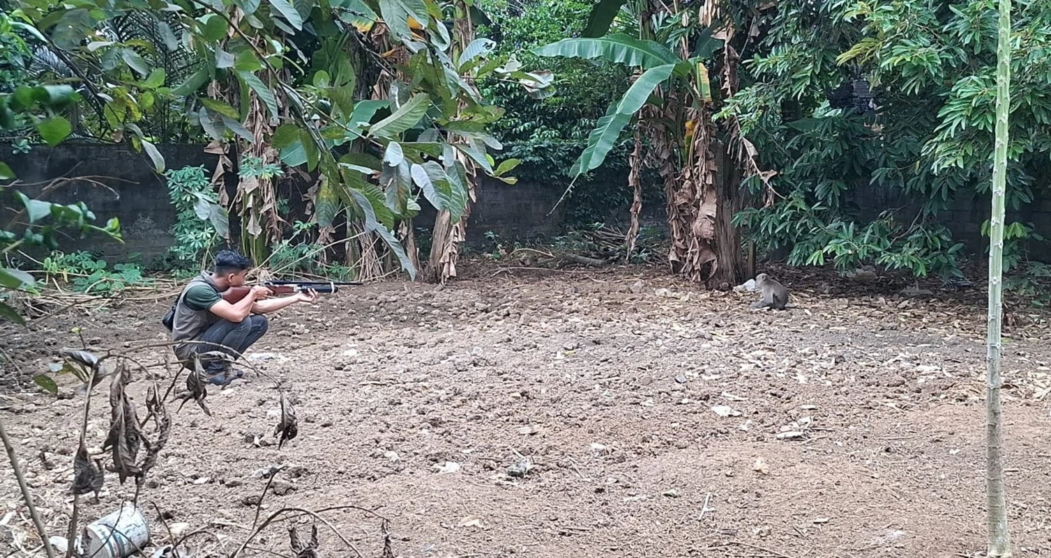 Monyet Ekor Panjang Teror Warga Darmasaba Badung, BKSDA Bali Turun Tangan