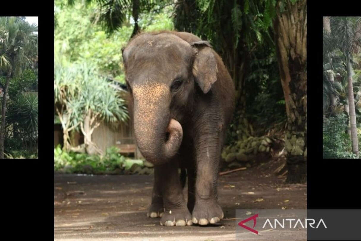 Gajah Molly Dikubur di Kompleks Bali Zoo, Proses Evakuasi tak Mudah