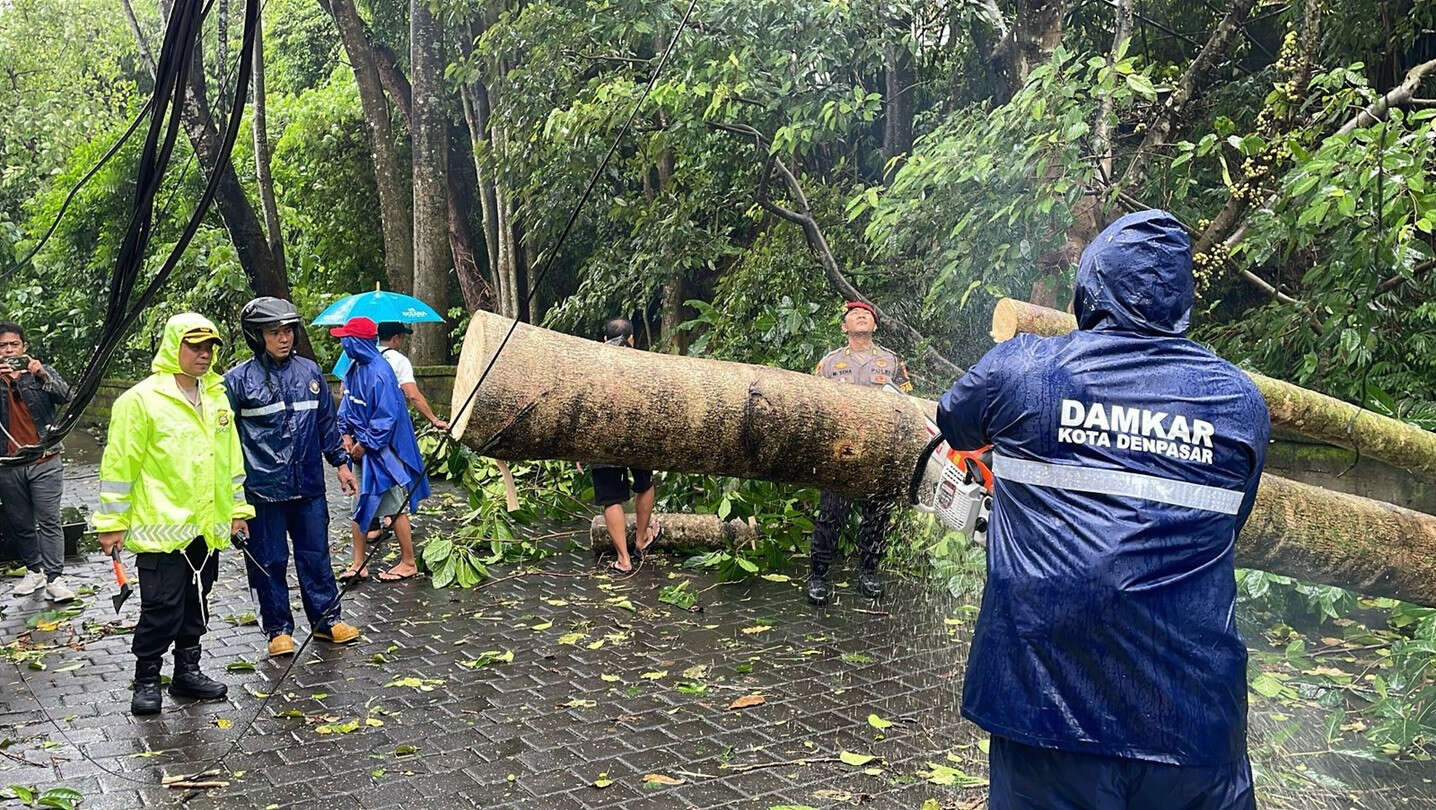 Bali Diterjang Cuaca Buruk, Pohon Bertumbangan, Waspada Semeton