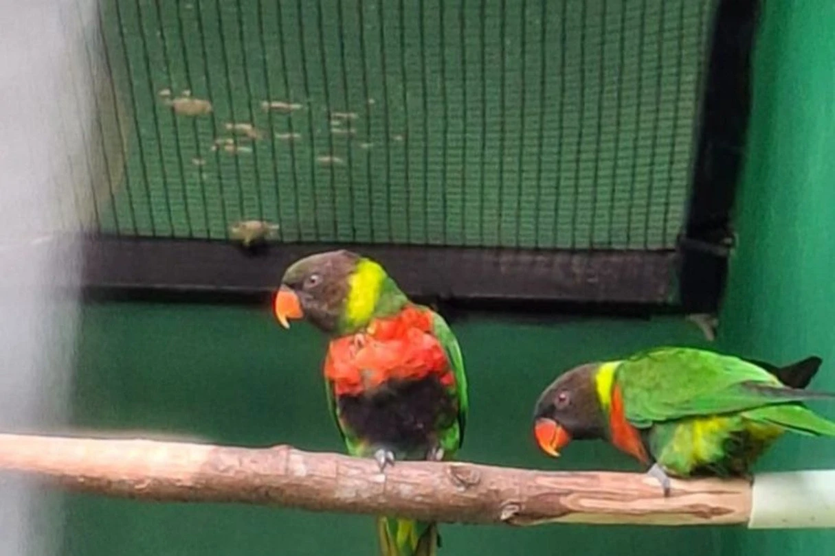 BKSDA Bali Repatriasi 40 Ekor Burung Perkici Dada Merah dari Inggris
