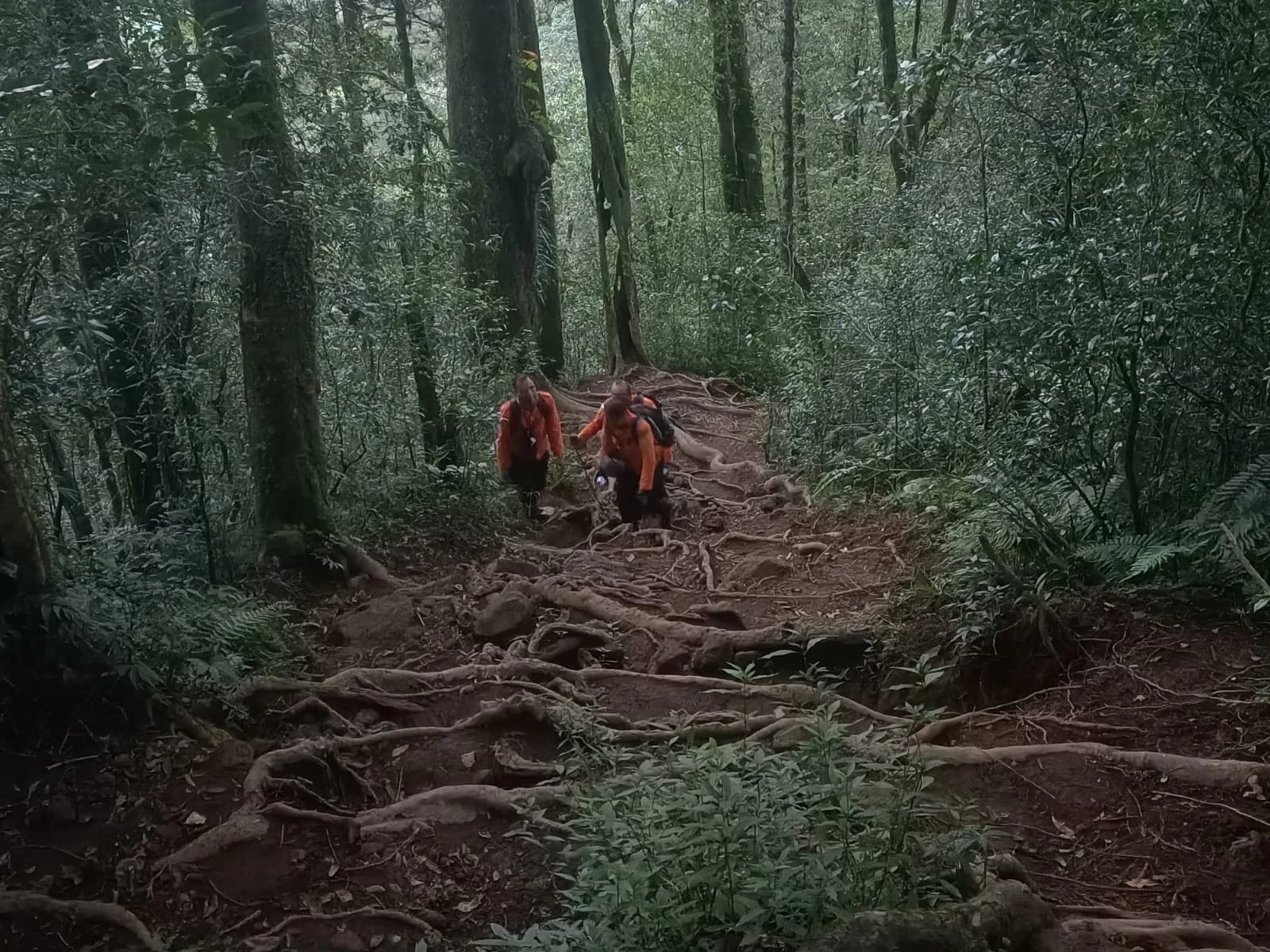 4 Pendaki Denpasar Tersesat di Gunung Batukaru Tabanan, Tim SAR Bergerak