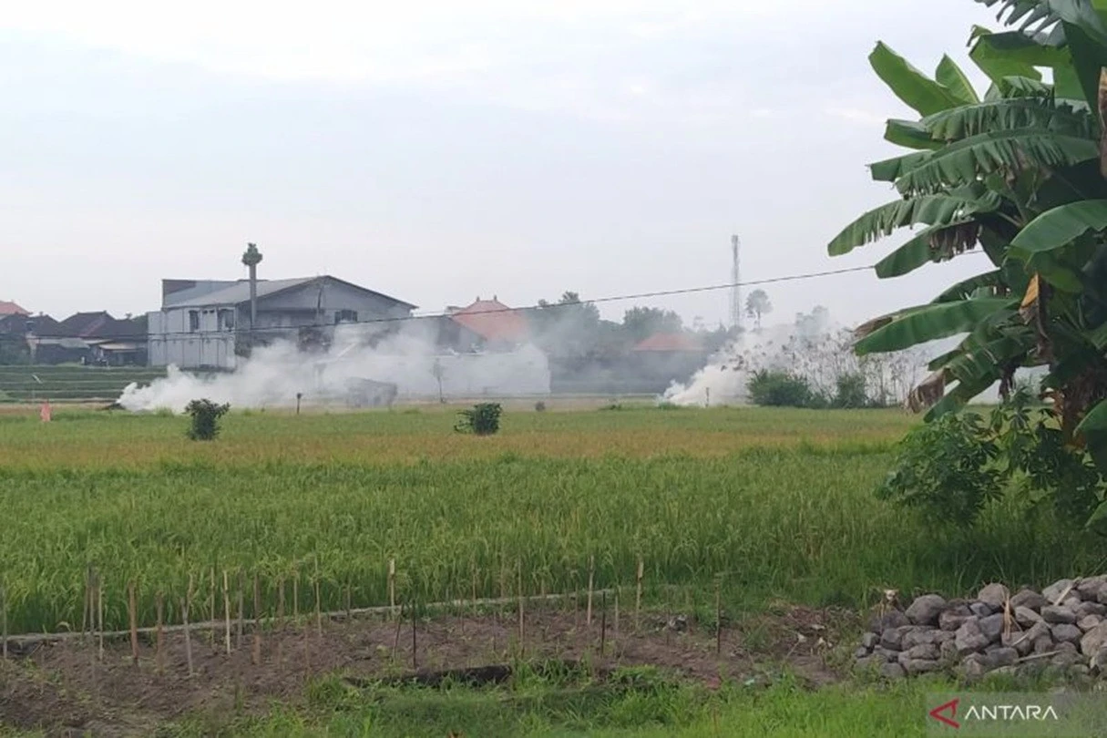Dinas LH Gianyar Larang Petani Bakar Jerami, Ada Sanksi Adat hingga Administrasi
