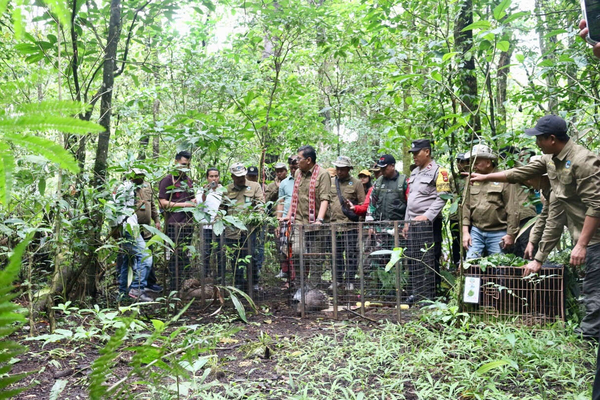 BKSDA Bali Lepas Satwa Dilindungi ke Alam Liar, BB Landak Jawa Ikut Dilepas