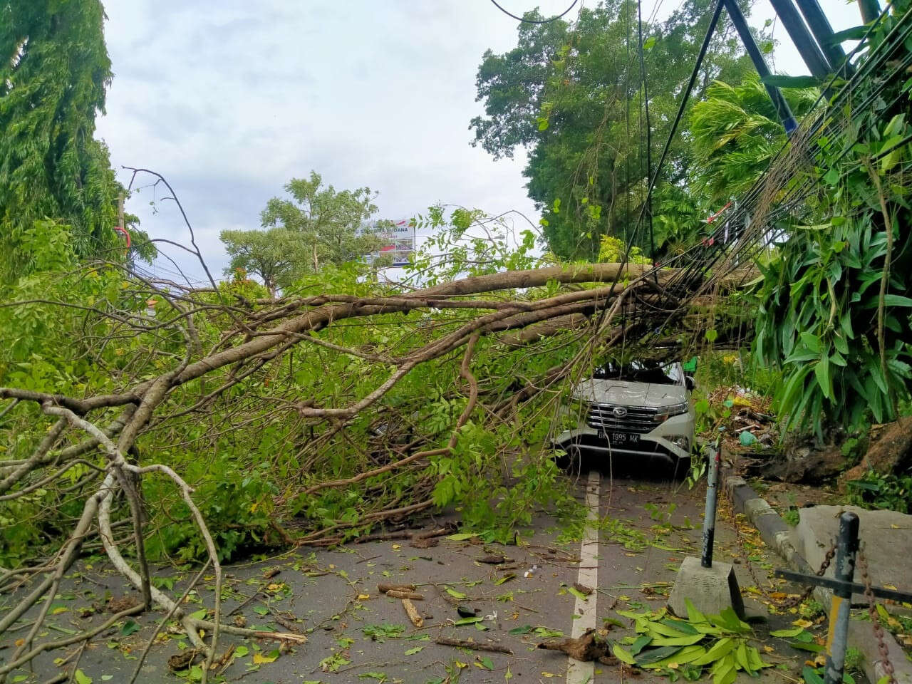 Pohon Tumbang Dominasi Kejadian Awal Tahun di Bali, Semeton Mohon Waspada!