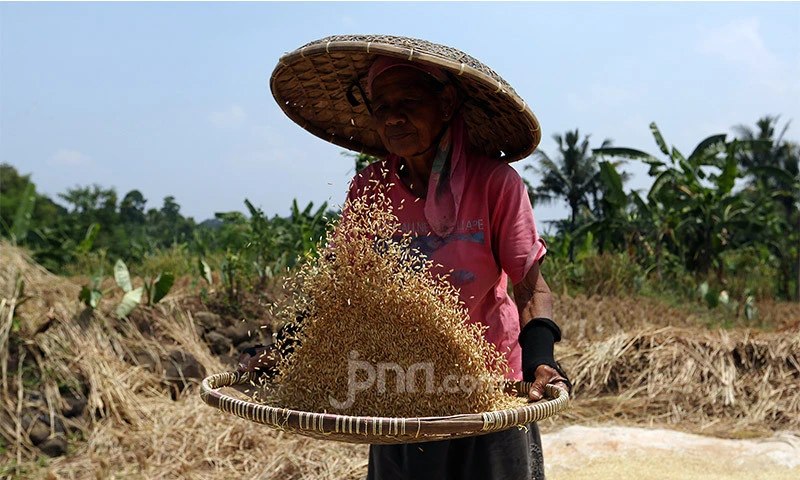 Pemkab Klaim Rata-rata Produksi Padi Kabupaten Bogor Capai 6,75 Ton Per Hektare