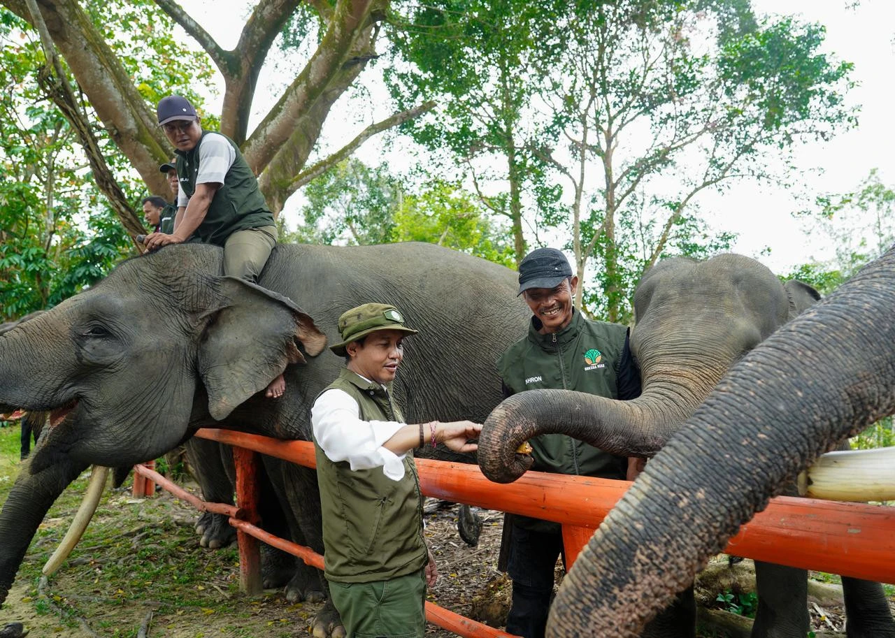 Menhut Ungkap Info Penting Soal Penyelamatan Gajah, Ternyata...