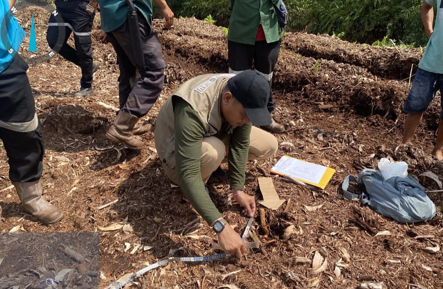 Bocah 12 Tahun Tewas Diterkam Harimau Sumatera di Pelalawan