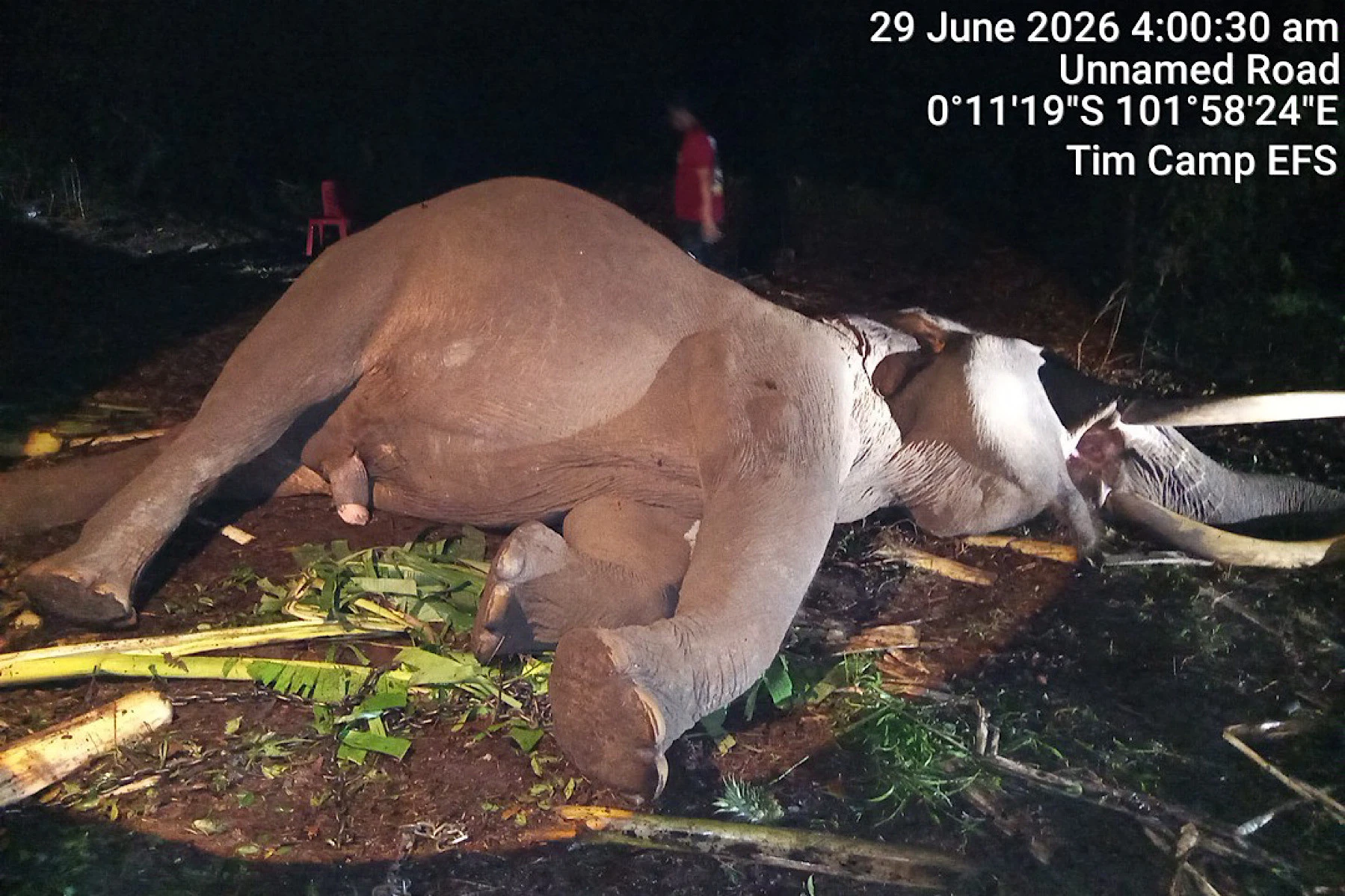 Gajah Jantan Indro Mati di Tesso Nilo, Ini Penyebabnya