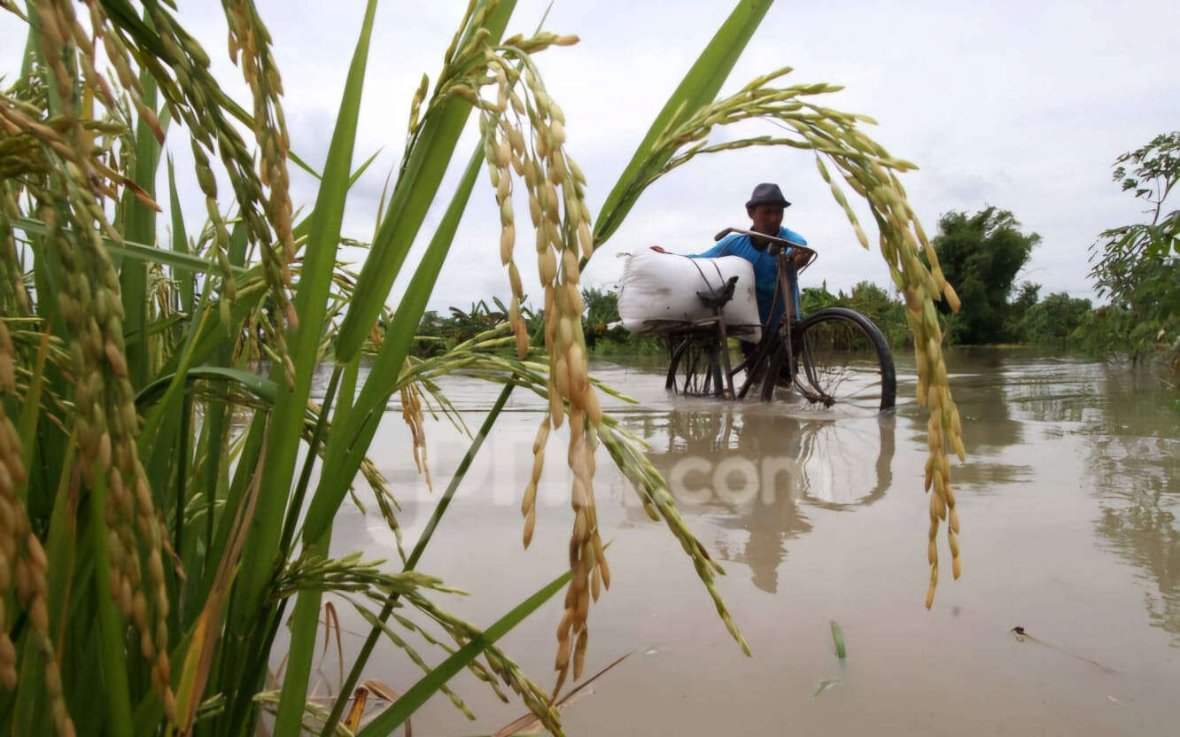 Padi Siap Panen Terendam Banjir di Grobogan, Wamentan Langsung Lakukan Hal Ini