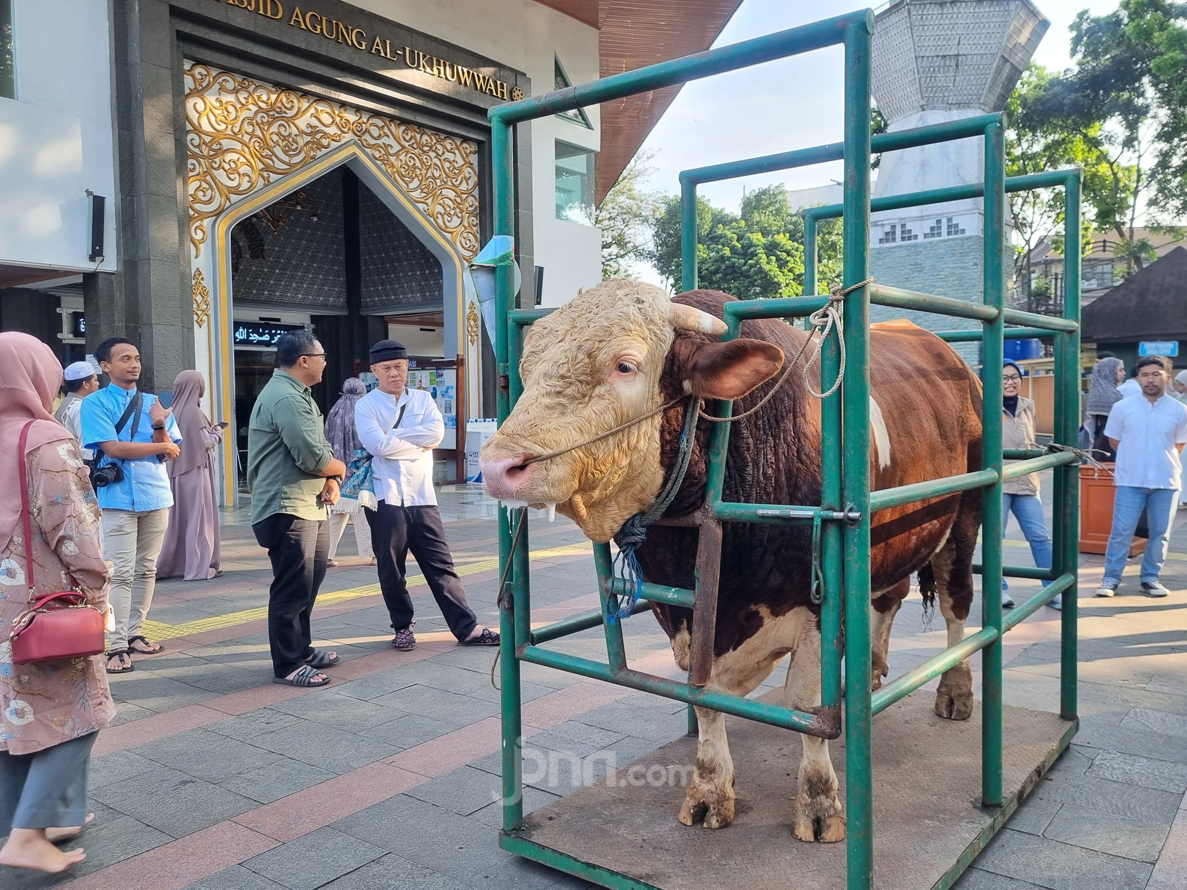 Bandung Dapat Bantuan Sapi Kurban Prabowo, Beratnya 1,2 Ton