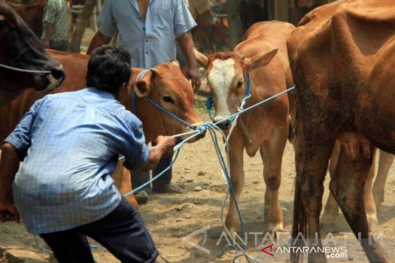 60 Kasus Penyakit Mulut dan Kuku Ditemukan di Riau