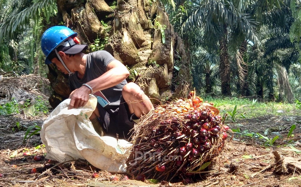 Ketua DPD Yakin Harga Sawit Kembali Normal Secara Bertahap