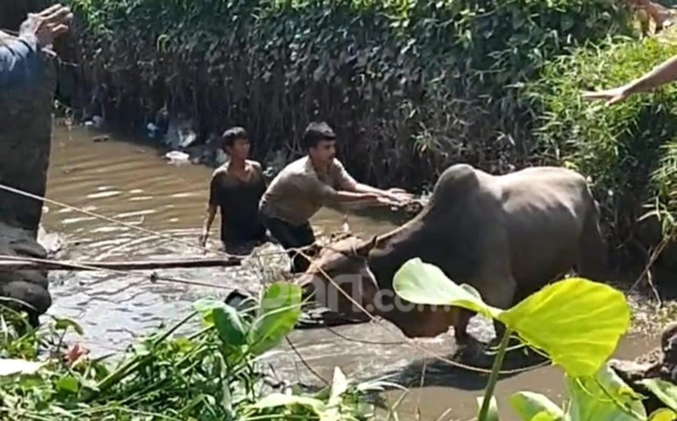 Hendak Diturunkan dari Pikap, Sapi Kurban di Palembang Lepas ke Sungai, Lihat!