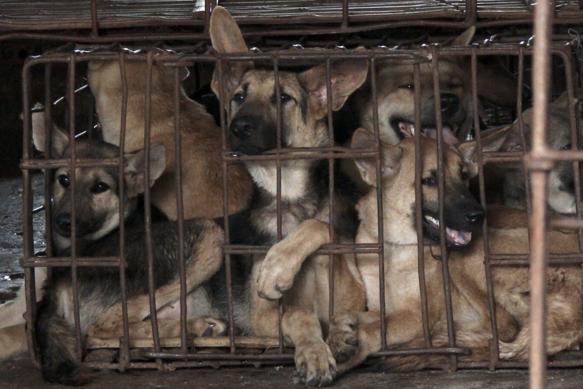 Perdagangan Daging Anjing Marak, Dogmeat Free Indonesia Ingatkan Bahaya Rabies