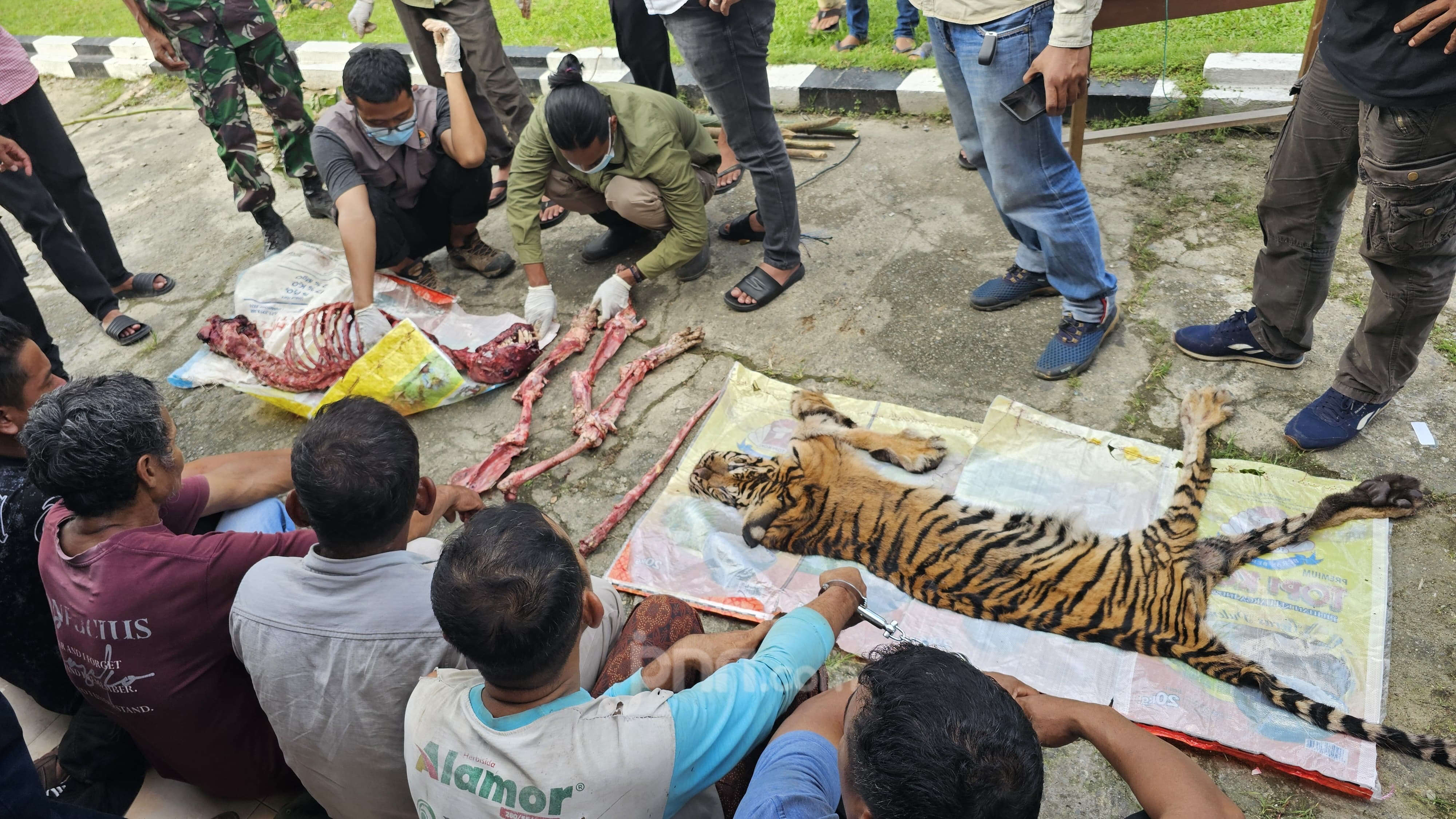 Pembantaian Harimau Sumatra di Rohul, 6 Pelaku Ditangkap Polisi