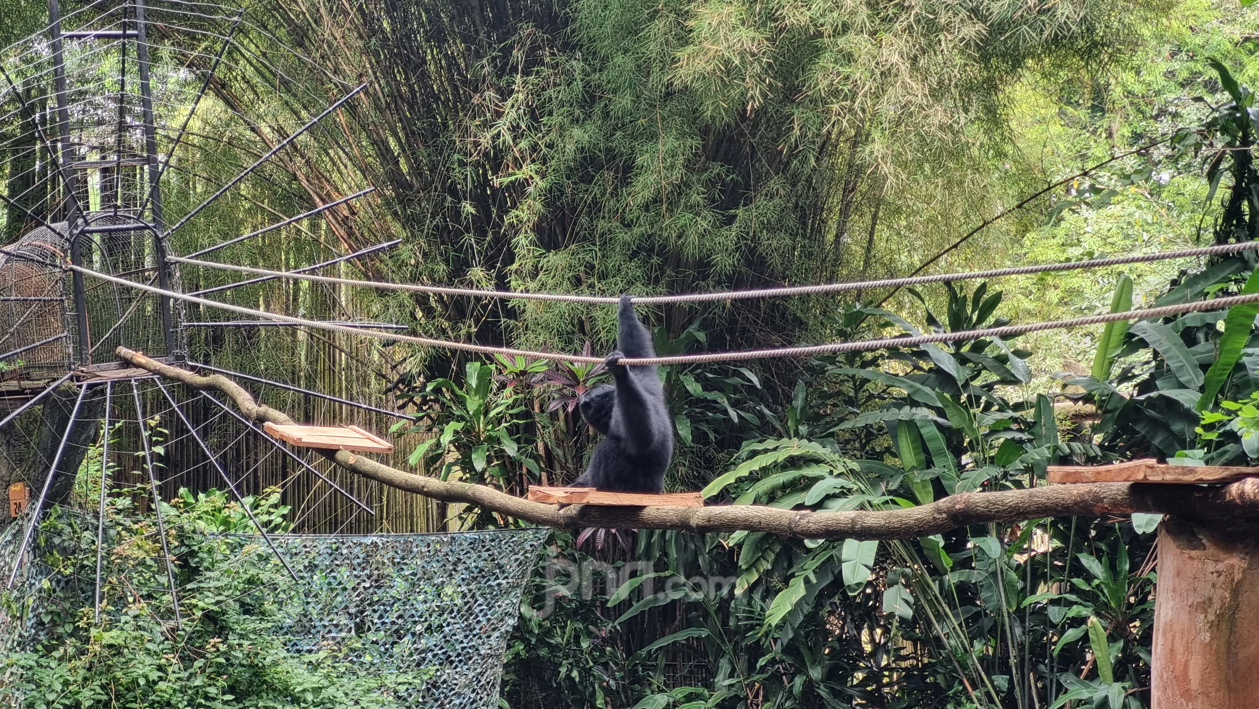 Dualisme Kepengurusan Kebun Binatang Bandung, Satwa pun Stres dan Mati