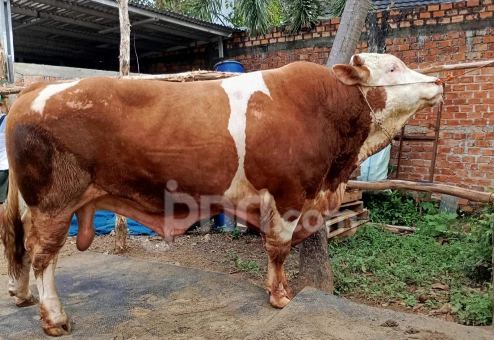 Blembo Si Sapi Ganteng Terpilih Jadi Hewan Kurban Prabowo