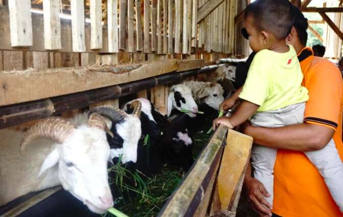 Pemprov Jabar Fokus Tingkatkan Pembibitan dan Pengembangan Domba Garut