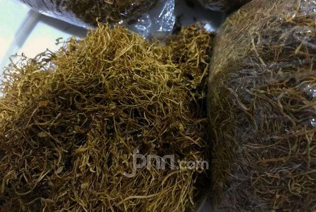 Cukai Rokok Tak Naik Tahun Depan, Petani Berharap Perlindungan Pemerintah