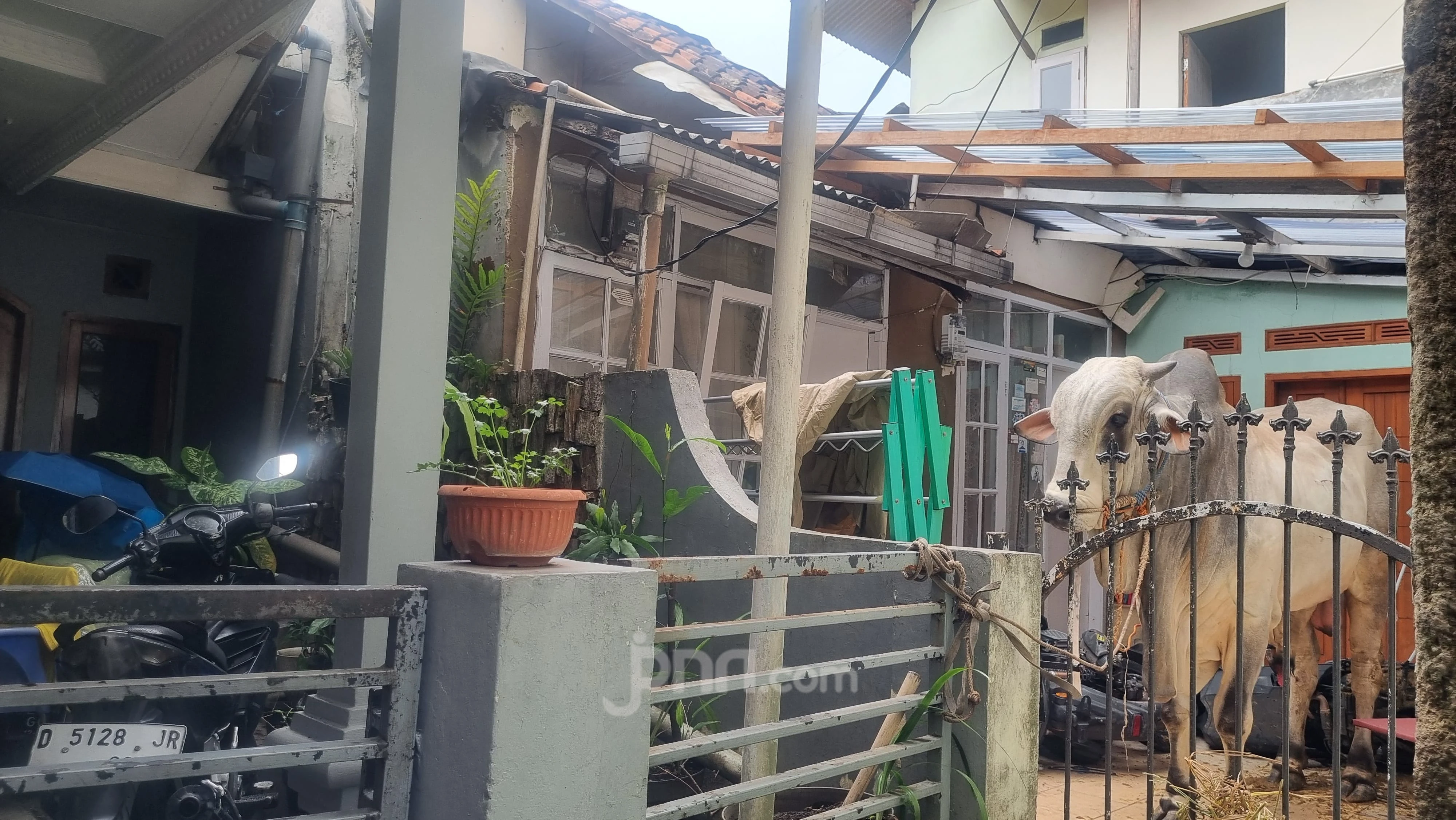 Sapi Mengamuk saat Mau Disembelih, 3 Anak Jadi Korban