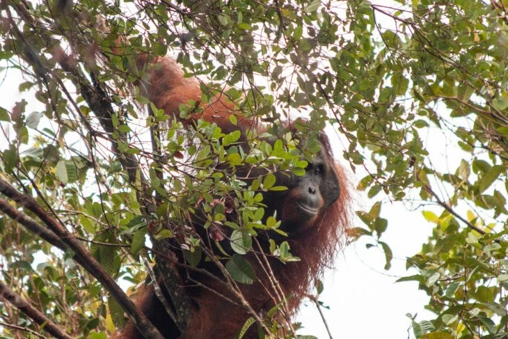Forest Tabalong Jadi Wadah Untuk Melindungi Habitat Orang Utan di Kalsel