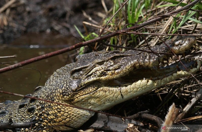 Fiki Hilang Diterkam Buaya Saat Berenang Bersama Temannya, Kejadiannya di Sungai Sangatta