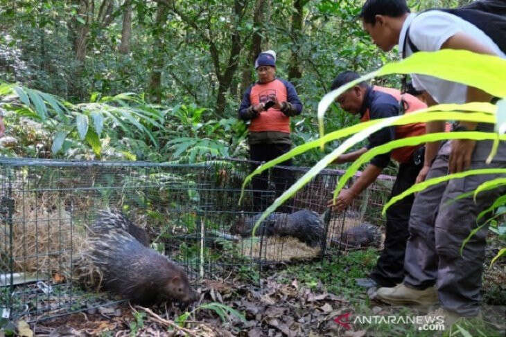 Pj Gubernur Bali Prihatin Kasus Pemelihara Landak Jawa, Persiapkan Bantuan Hukum?