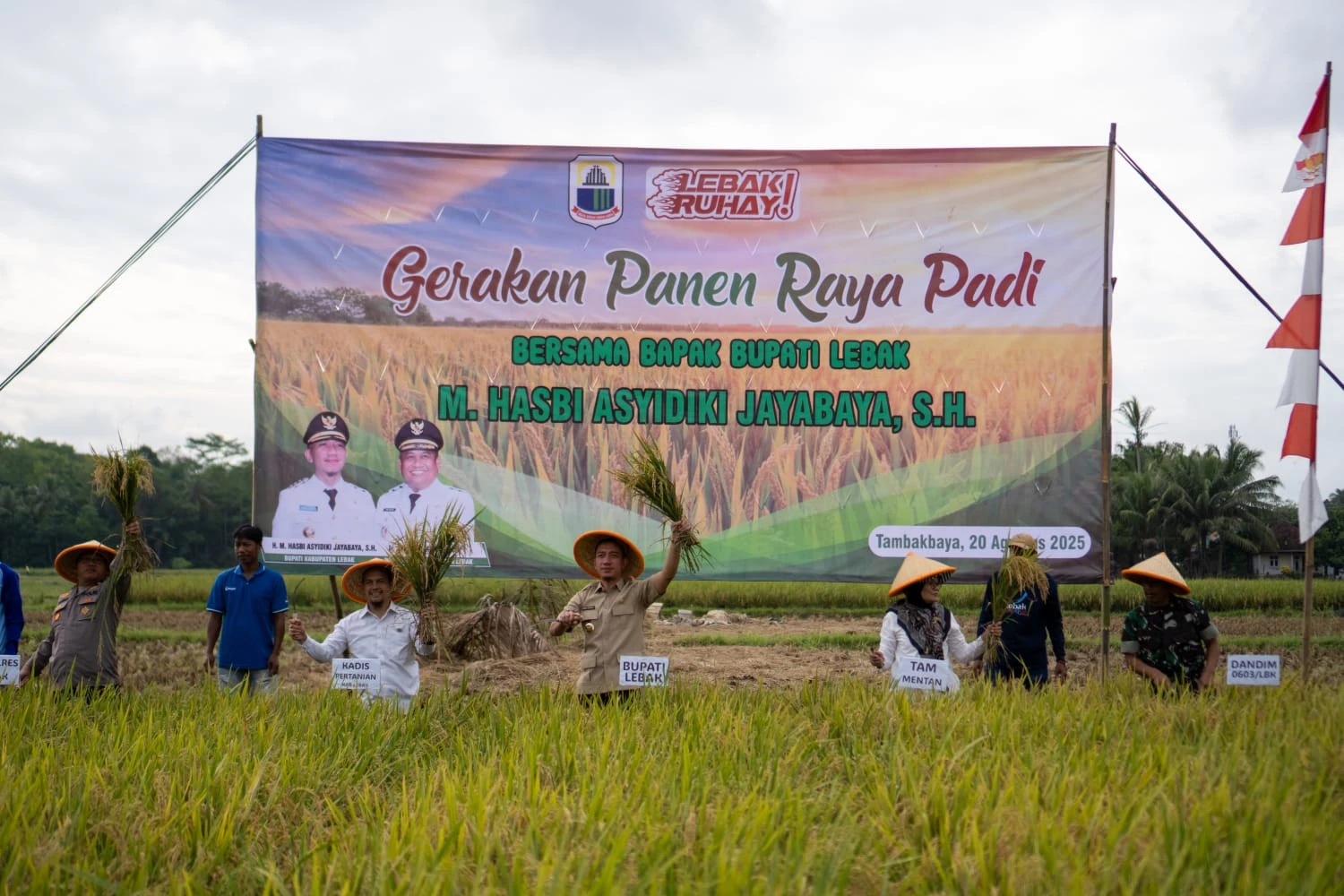 Perkuat Ketahanan Pangan, Pemkab Lebak Gelar Panen Raya Padi di Lahan 120 Hektar