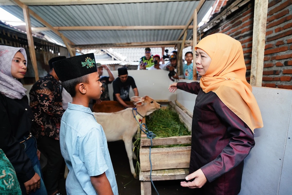 Hadiah Sepasang Sapi dari Khofifah Menyalakan Harapan Anak Desa Jatim Berani Bermimpi
