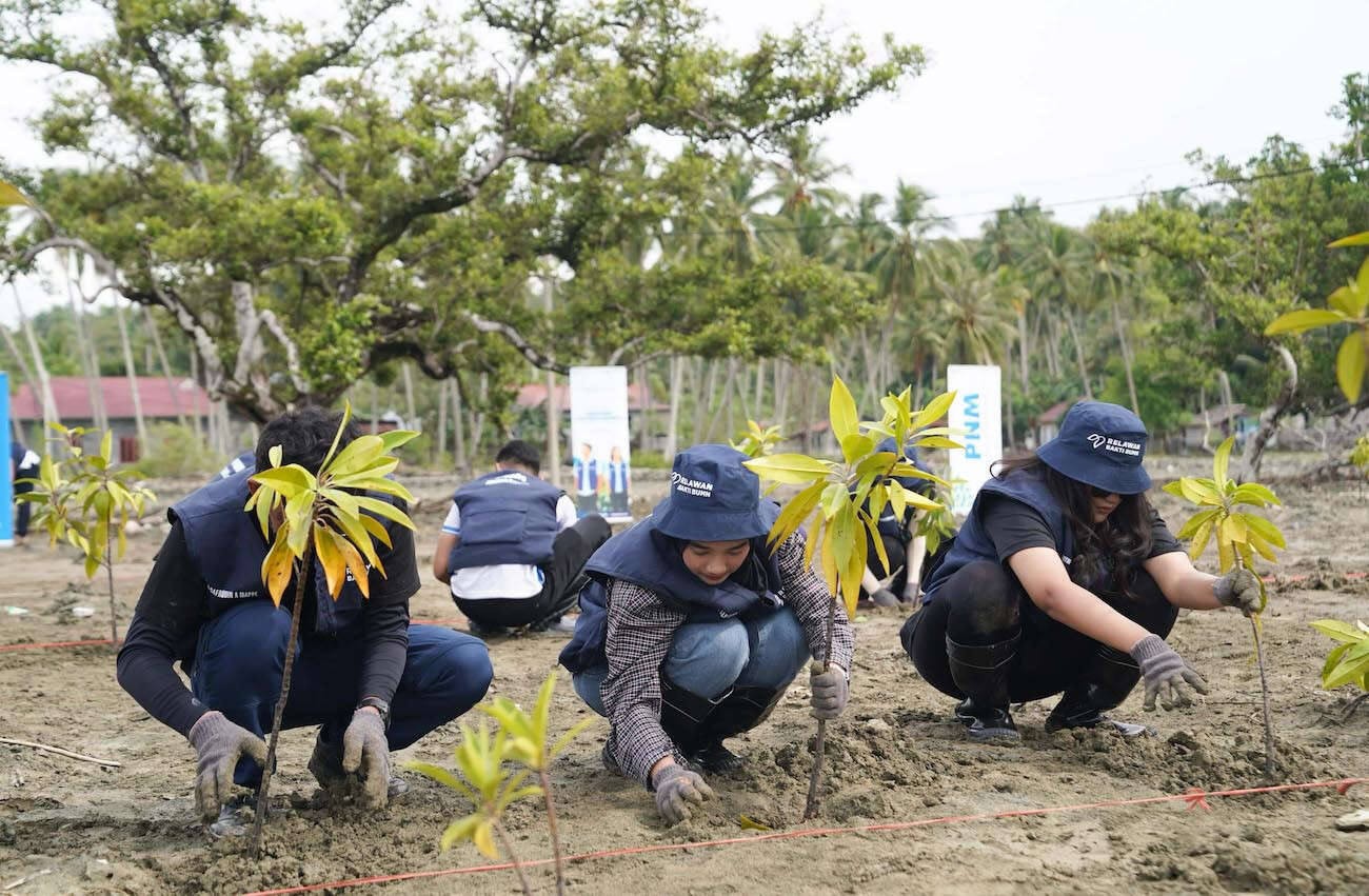 Hijaukan Pesisir, PNM dan Sukarelawan BUMN Tanam 1.000 Mangrove