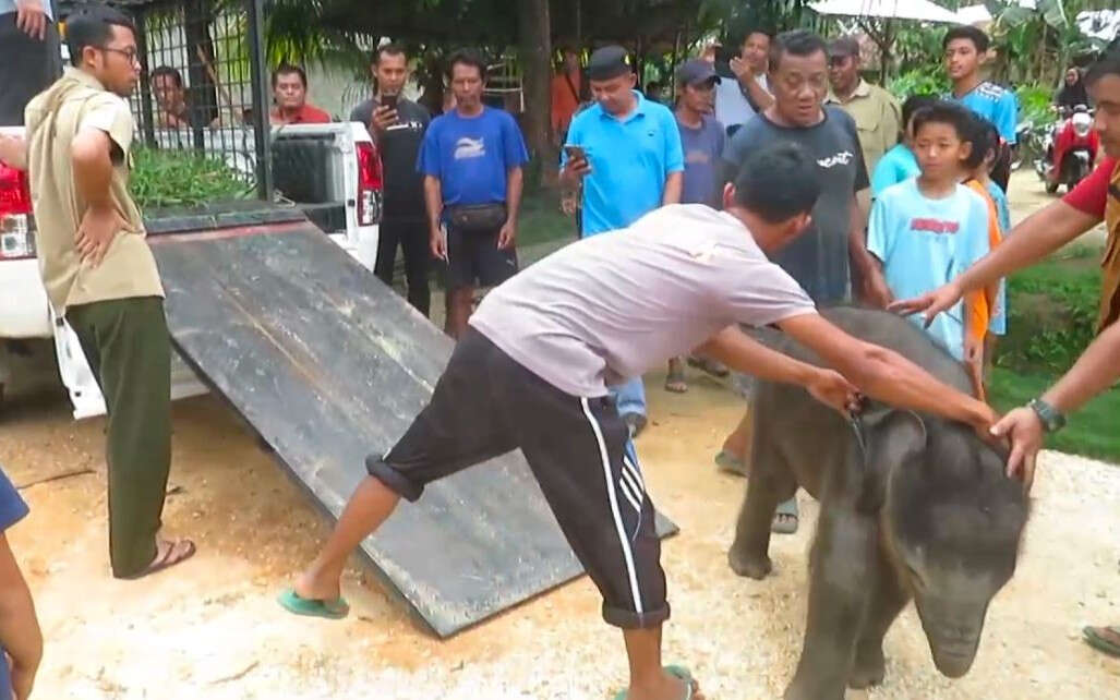 Anak Gajah Tersesat di Permukiman Warga, Kebingungan, Lihat