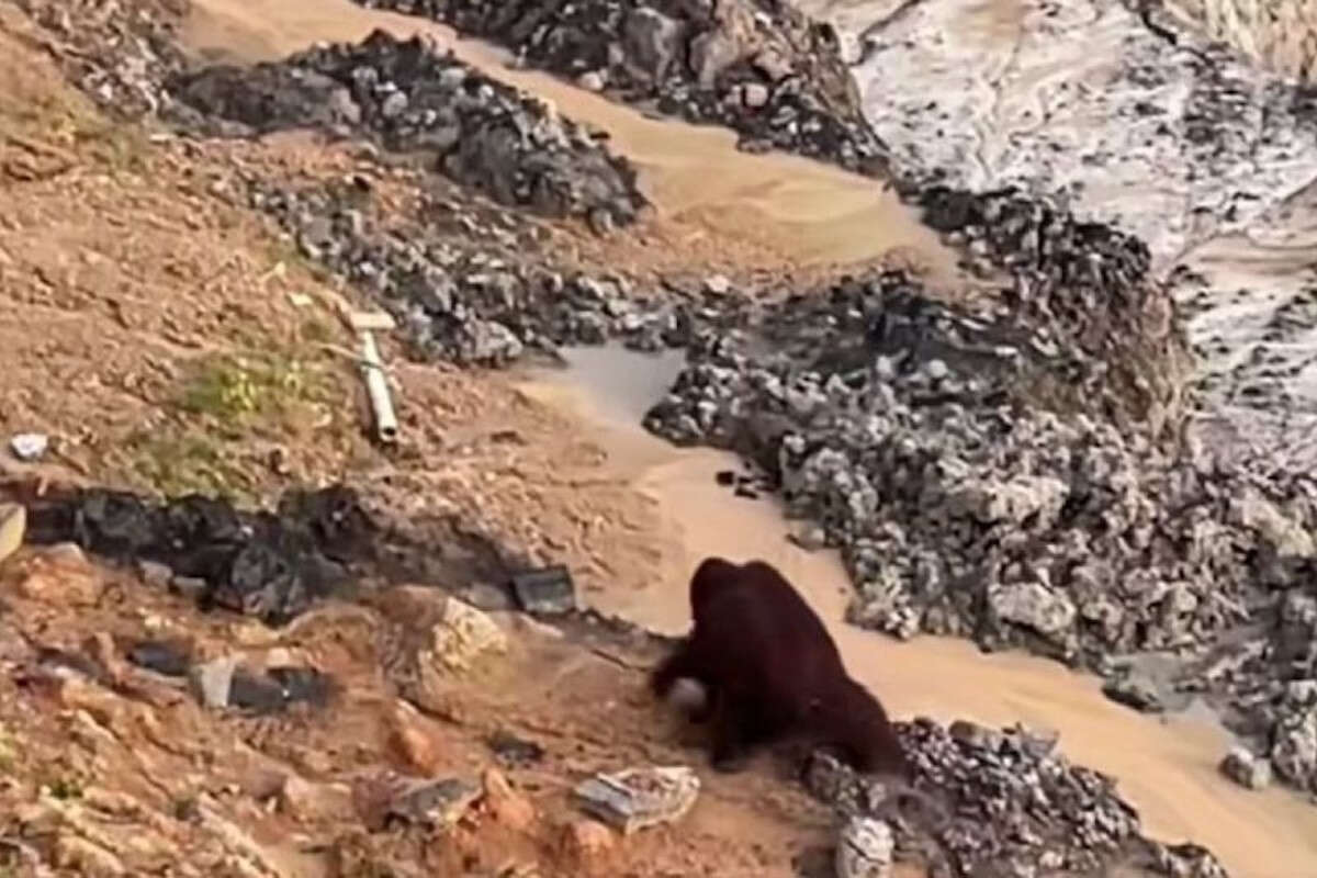 Gerak Cepat, BKSDA Kaltim Kerahkan Tim Cari Keberadaan Orangutan di Area Tambang