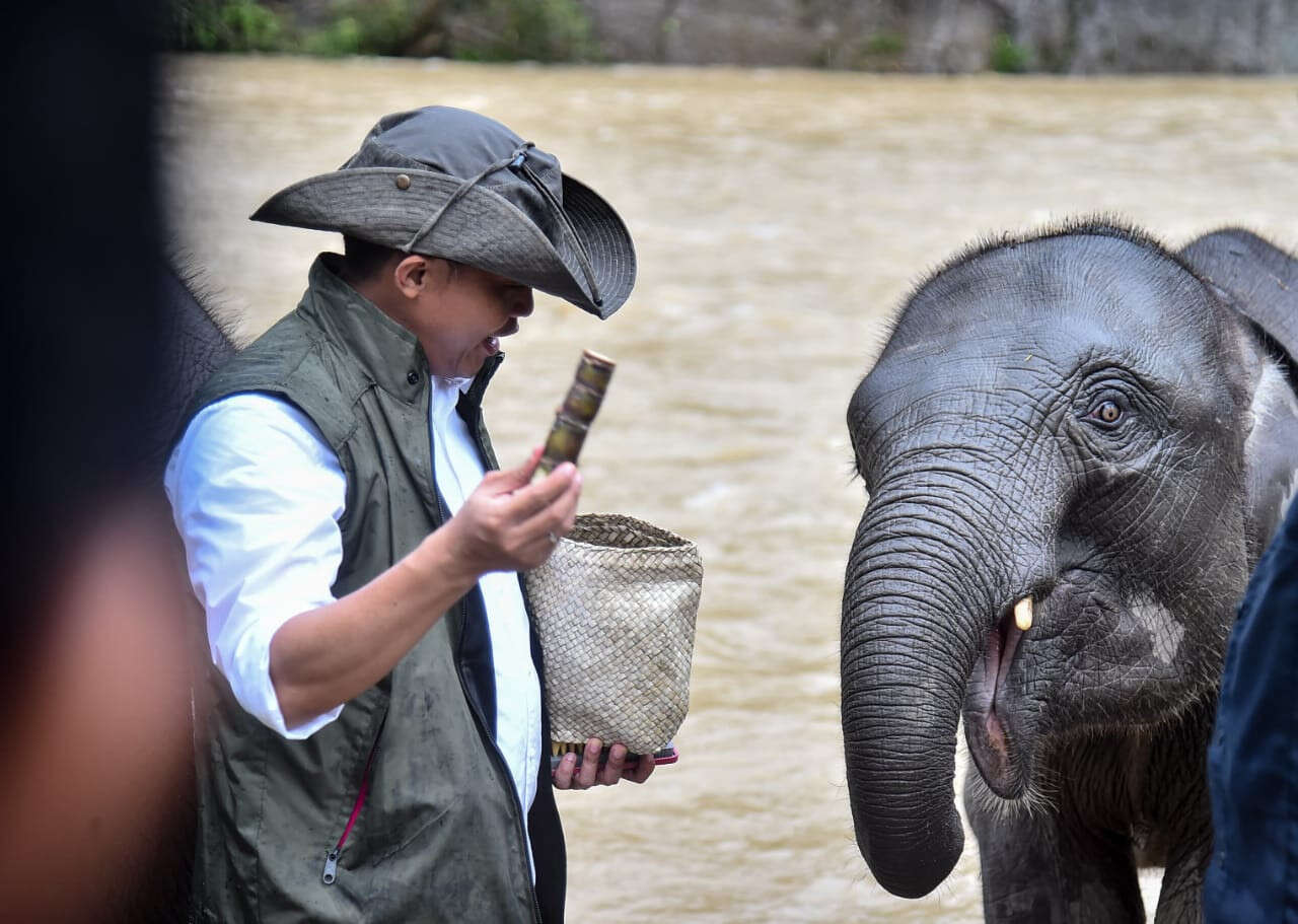 Menhut Raja Antoni Memandikan Gajah di Tangkahan, Dukung Ekowisata di Taman Nasional