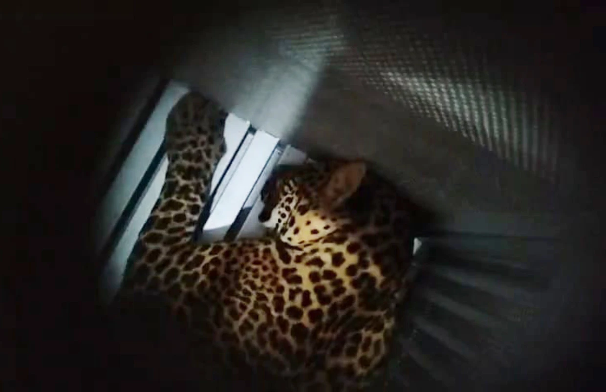 Update Pelacakan Macan Tutul yang Kabur dari Lembang Park & Zoo