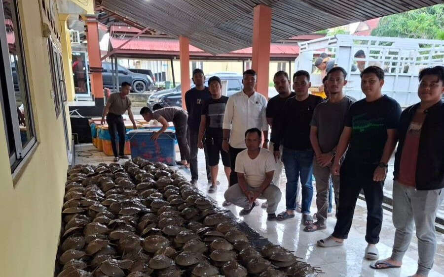 Bongkar Perdagangan Satwa Dilindungi di Riau, Polisi Temukan Ribuan Belangkas