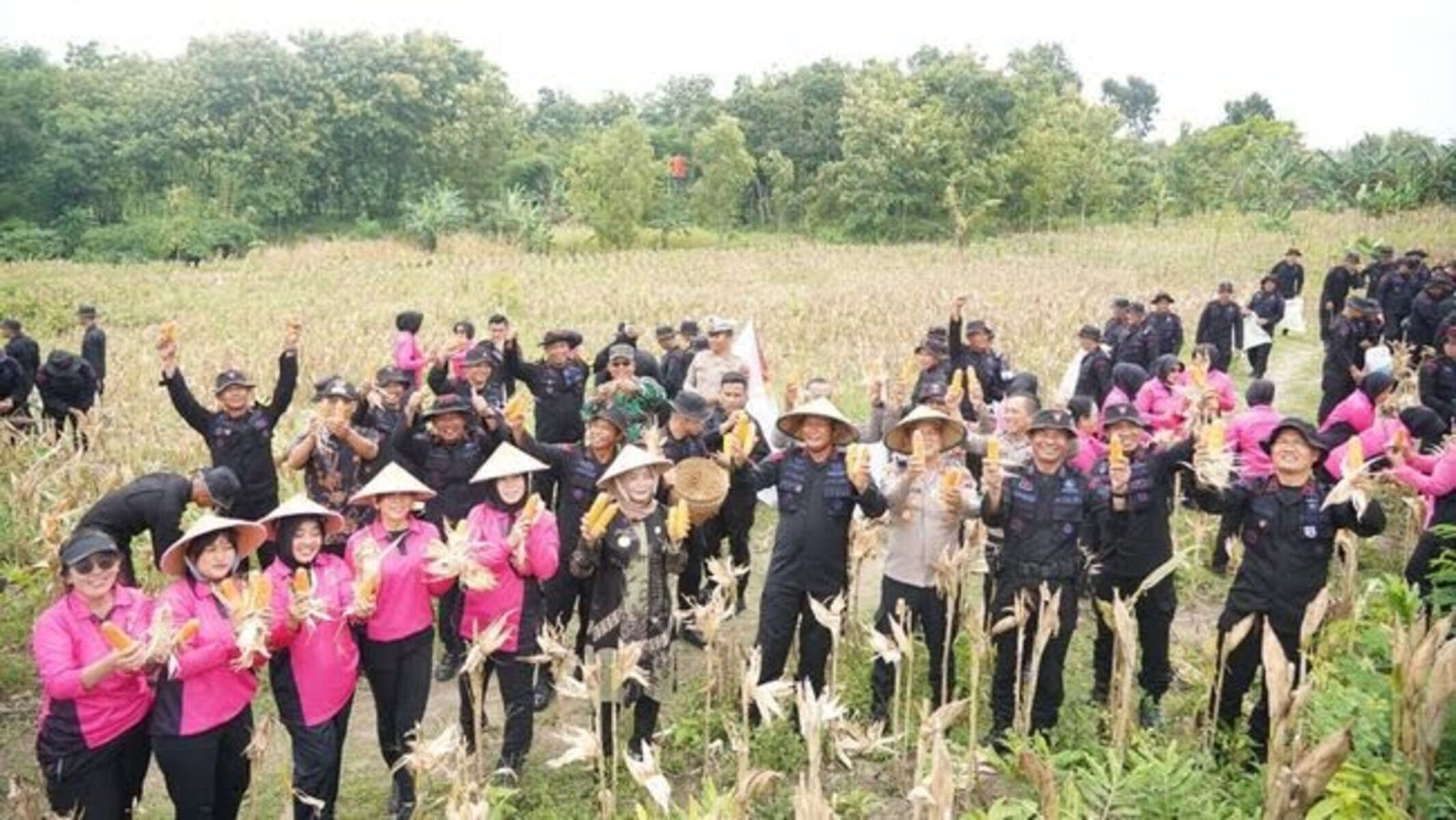 Panen Raya Jagung, Brimob Polda Jateng Ingin Berkontribusi Mendukung Program Prabowo