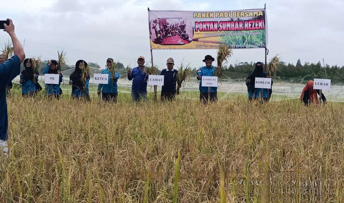 Harga Gabah Kering Naik di Riau, Petani Minta Bulog Menyerap Secara Merata