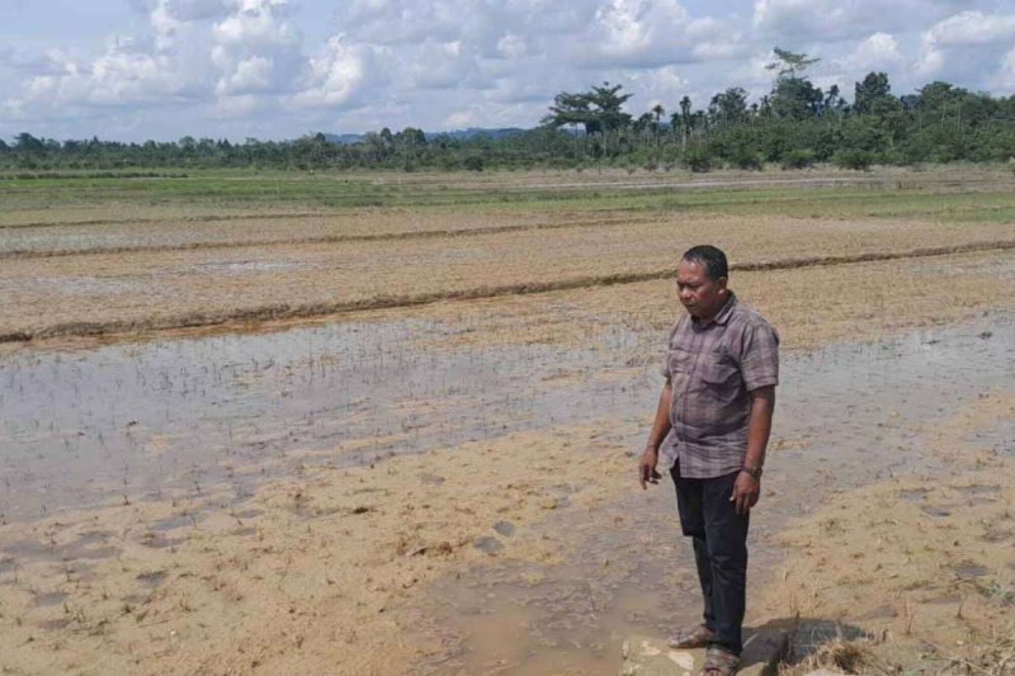 Puluhan Hektare Tanaman Padi di Aceh Timur Terancam Gagal Panen, Ini Biang Keroknya