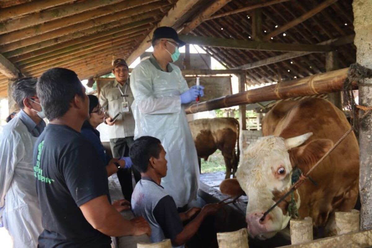 Pemkab Sleman Kendalikan Laju Penularan Virus PMK