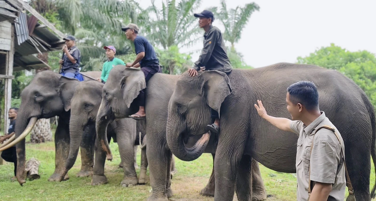 Gajah di PLG Sebanga Bertahan Hidup dengan Memakan Pelepah Sawit  