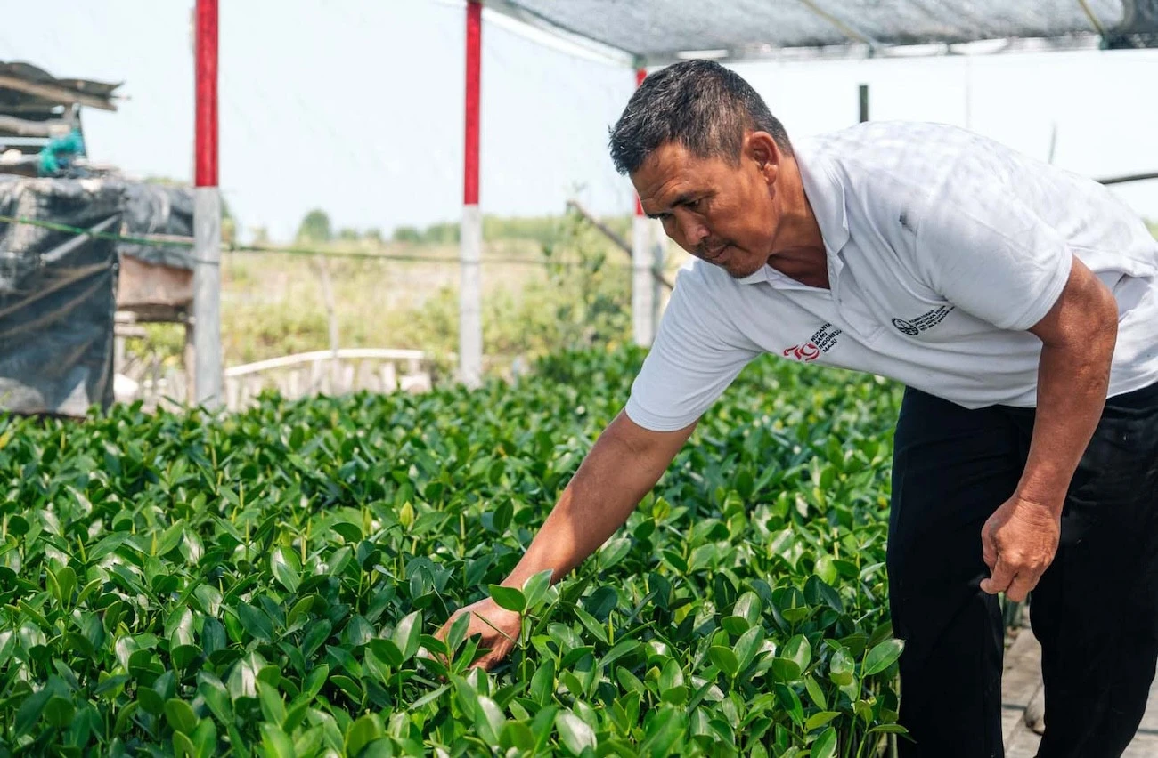 Proyek SSF Bantu 86 Ribu Keluarga Kelola Hutan Lestari