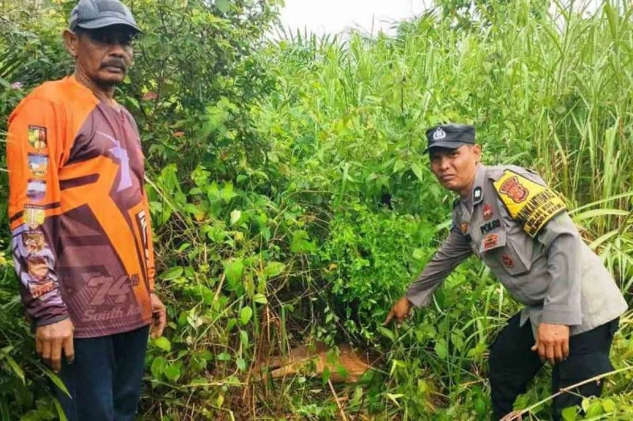 Sapi Milik Kades di Aceh Timur Dimangsa Harimau