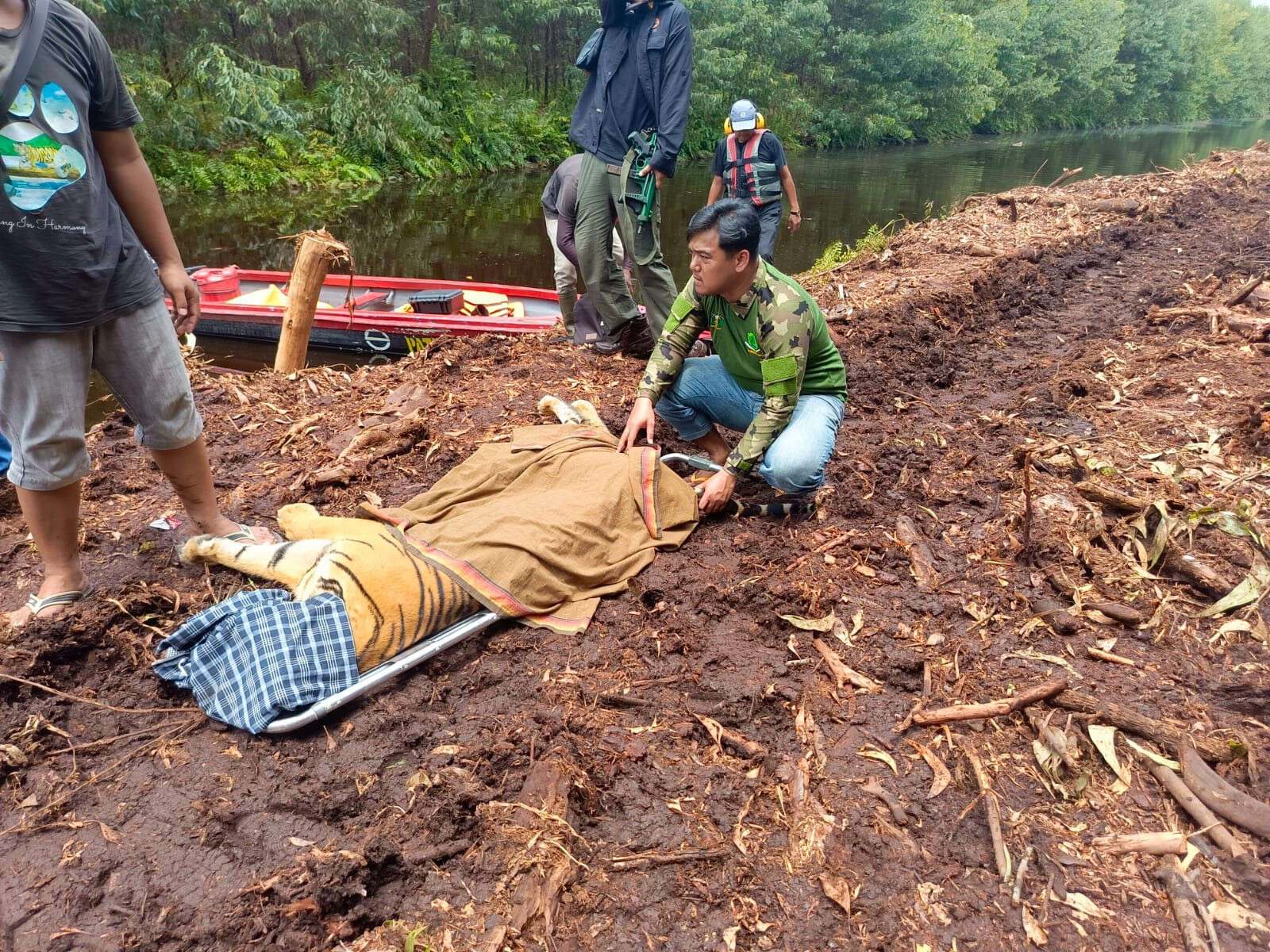 Pekerja di Pelalawan Diterkam Harimau Hingga Tewas, BBKSDA Bergerak