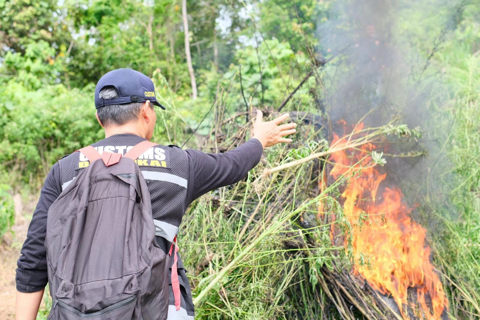 Bea Cukai Lhokseumawe Musnahkan Ladang Ganja 5,7 Hektare di Aceh Utara, Tuh Lihat!