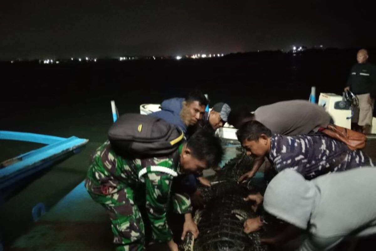 TNI AL Dikerahkan Untuk Cari Buaya yang Lepas dari Penangkaran di Pulau Bulan