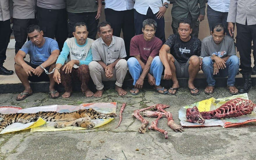 Pembantai Harimau Sumatra di Rohul Ditangkap, Lihat Tuh Tampangnya