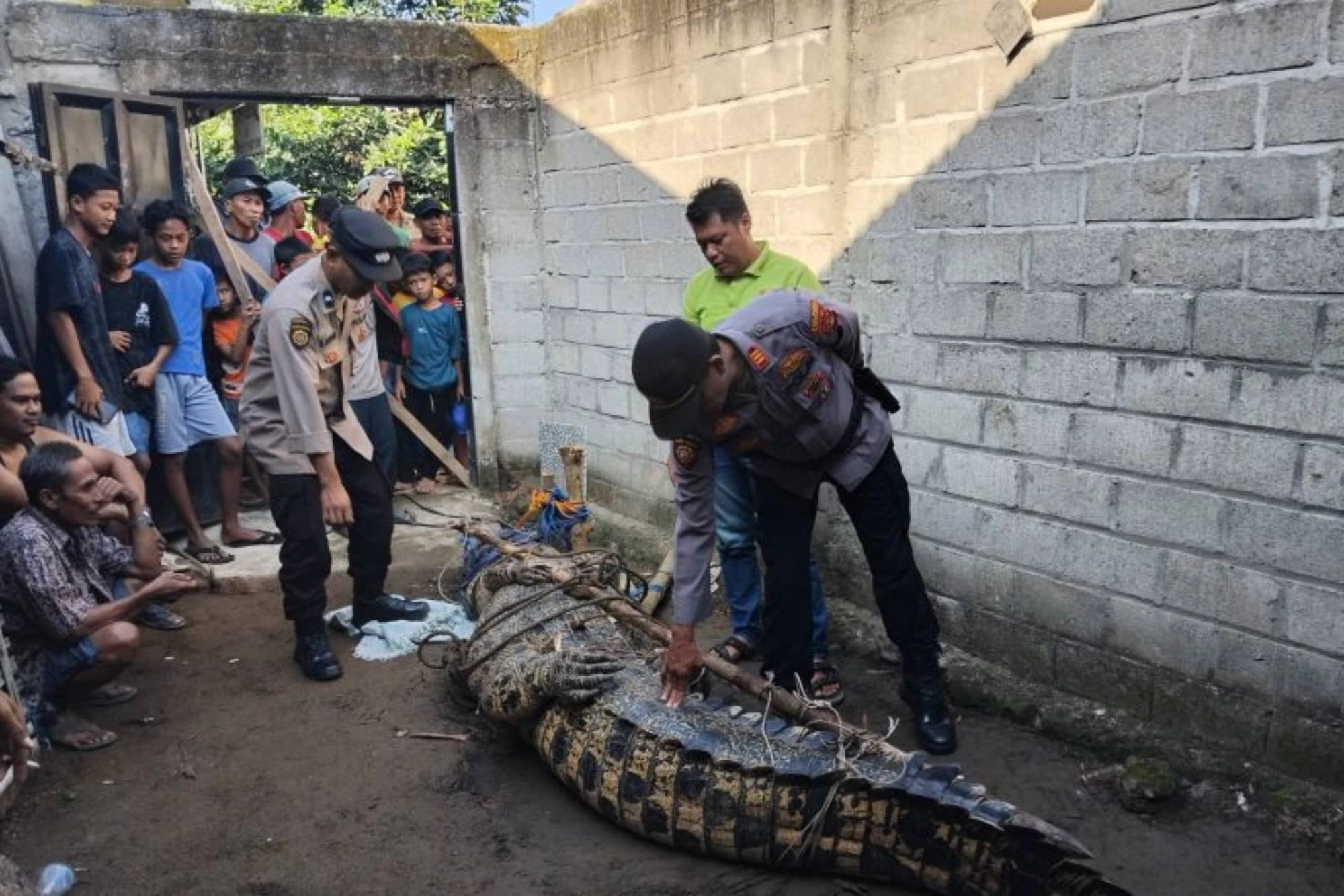 Penampakan Buaya Pemangsa Wasim Hidup-Hidup