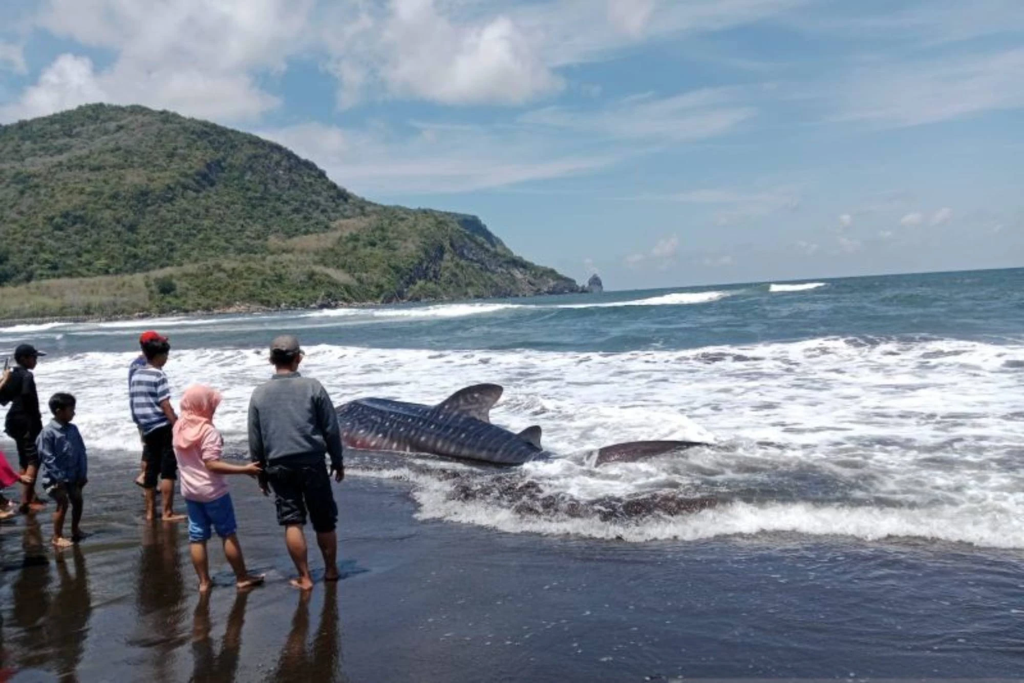Heboh, Hiu Tutul Terdampar di Pantai Pancer Jember
